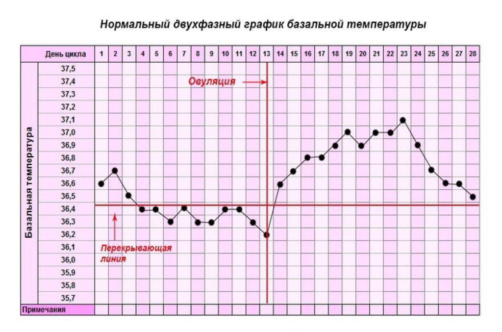 Как меняется базальная температура после зачатия?