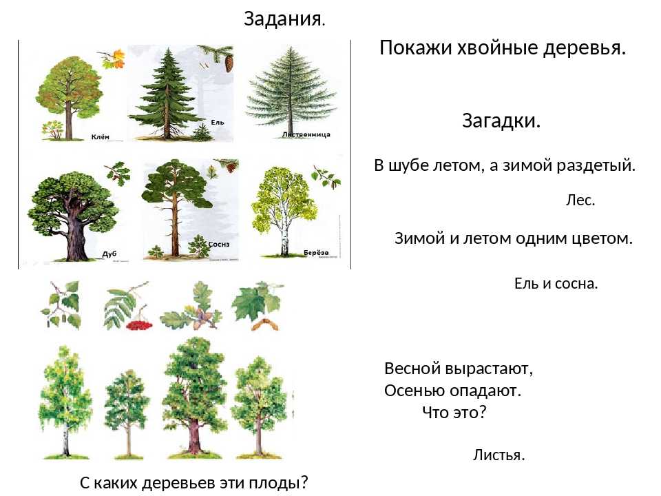 Загадки про деревья