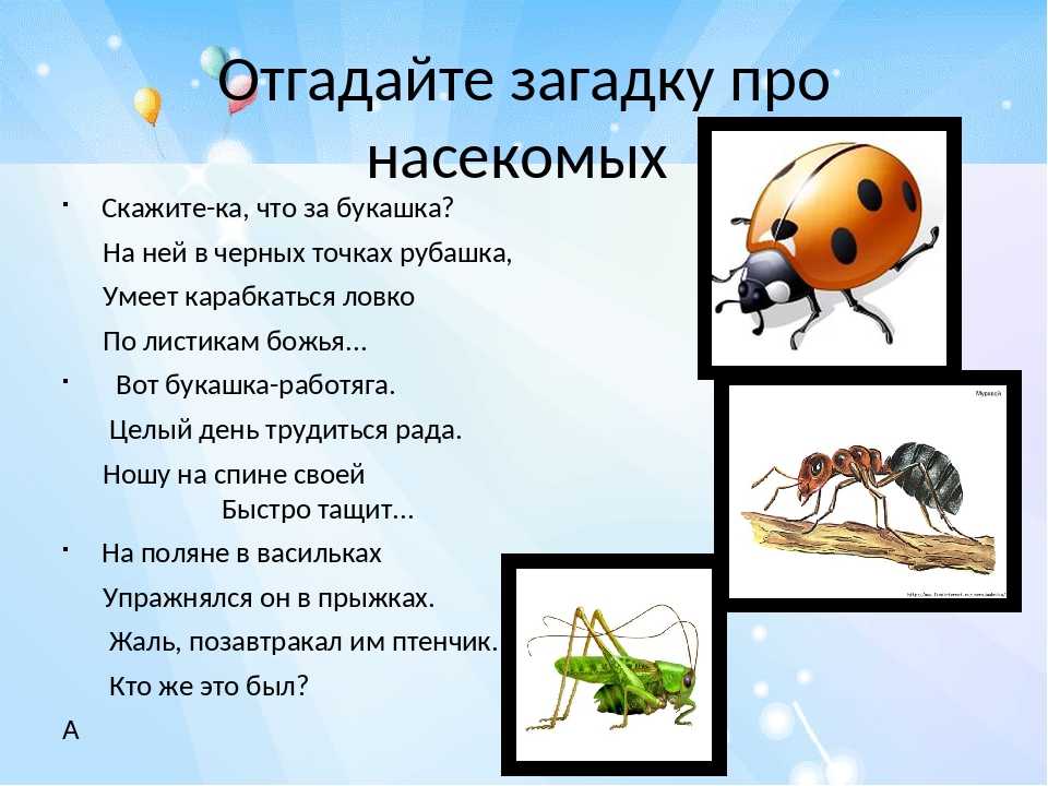 Загадки о насекомых с ответами