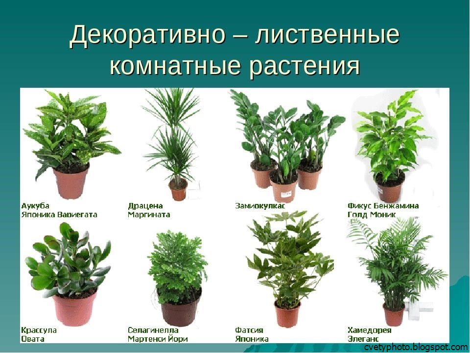 Гербарий листьев деревьев с названиями – — . , — .