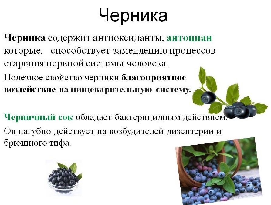 7 полезных свойств голубики для организма человека, а также противопоказания