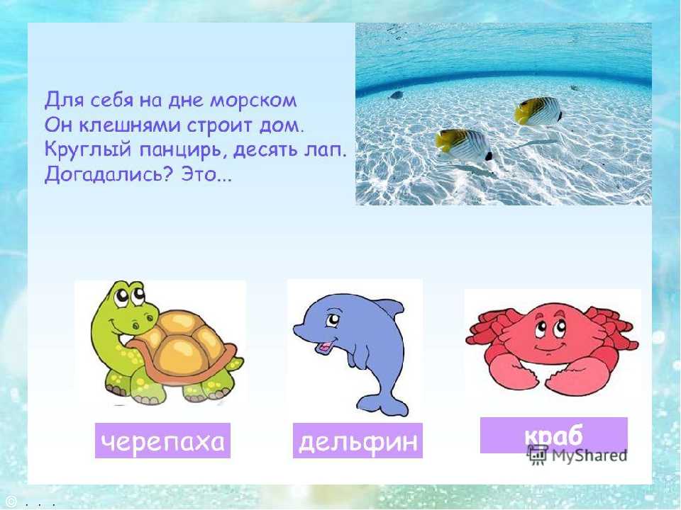 Загадки в детском саду на морскую тему
