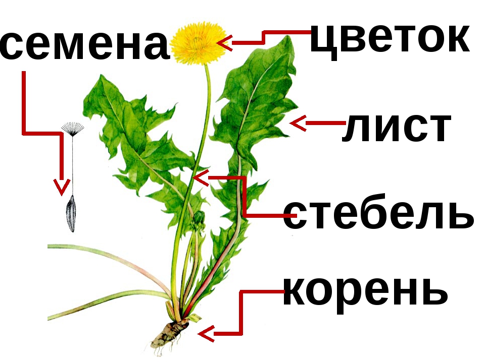 Картинки растений для детей