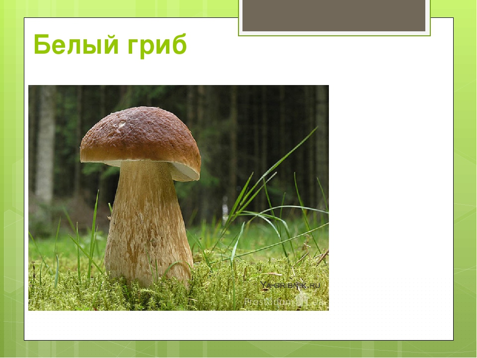 Белый гриб