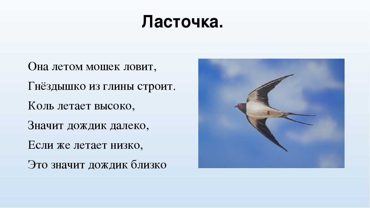 О чём говорят русские пословицы и поговорки посвящённые ласточке