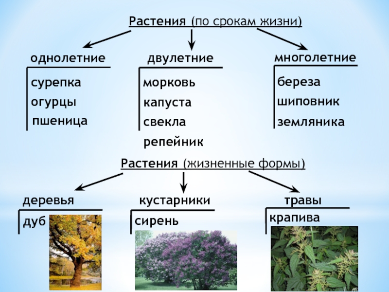 Загадки с ответами про растения