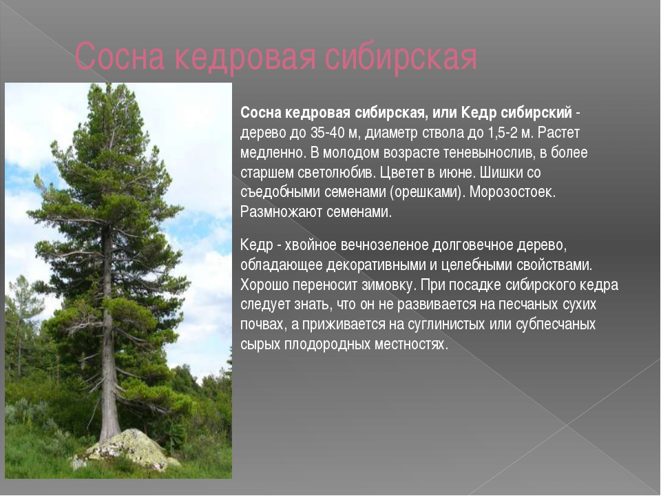 Что в рассказе в.я. шишкова "кедр". только кратко, для читательского дневника