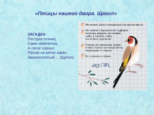 Загадки про соловья с ответами