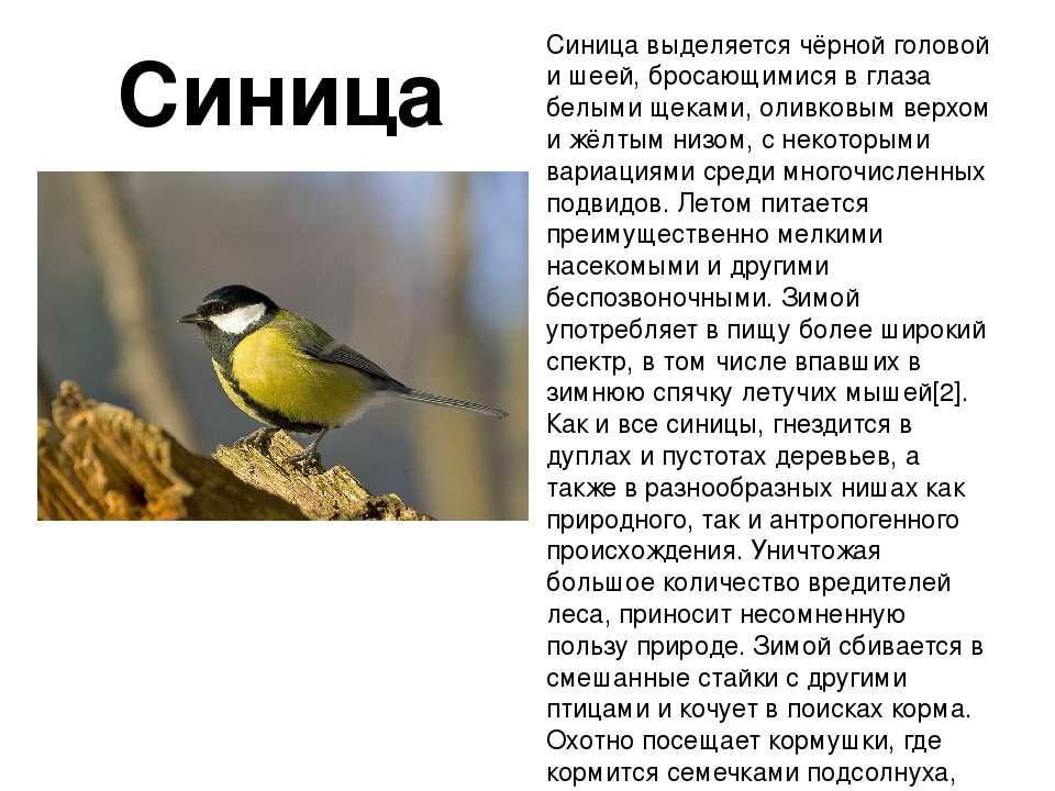 Как узнать проверочное слово у слова синица: подробное руководство