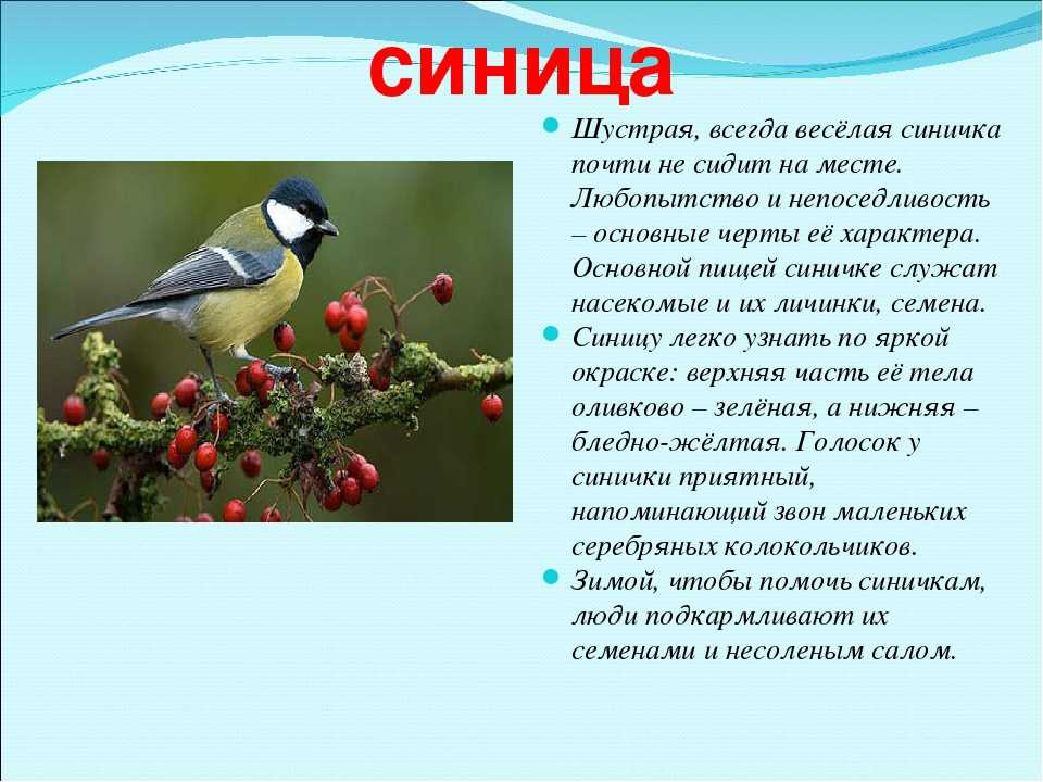 Какое проверочное слово у слова синица: основные характеристики и правила проверки