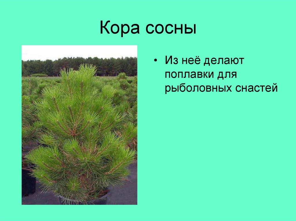 Рассказ про сосну для 3 класса с коллажом - узнавалка.про