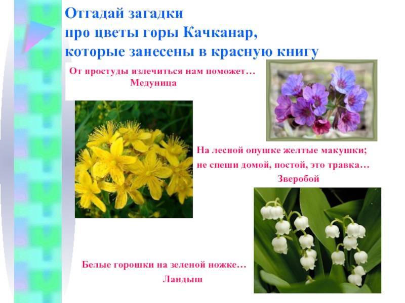Русские народные загадки о растениях, животных, человеке, явлениях природы, технике и труде, учебе и отдыхе - светвмир.ру - интересный познавательный журнал. развитие познания
