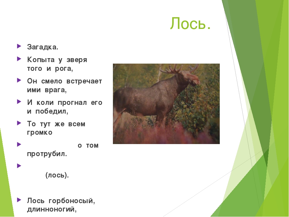 Загадки про лося: 50 увлекательных головоломок для детей с ответами / mama66.ru
