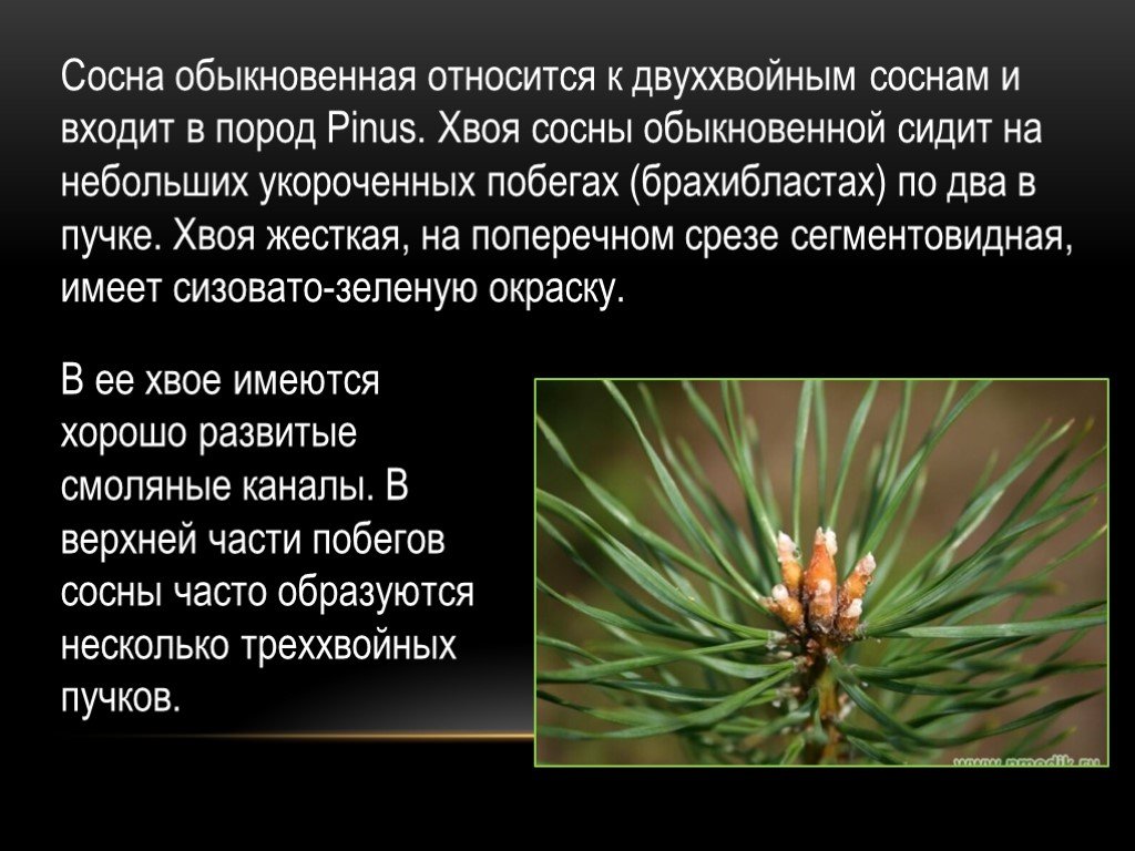 Презентация по окружающему миру на тему в сосновом лесу (2 класс умк планета знаний)  доклад, проект