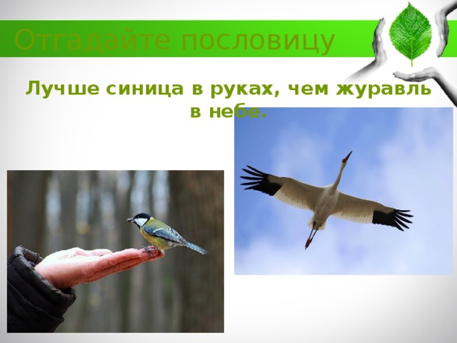 Пословицы и поговорки о птицах для дошкольников