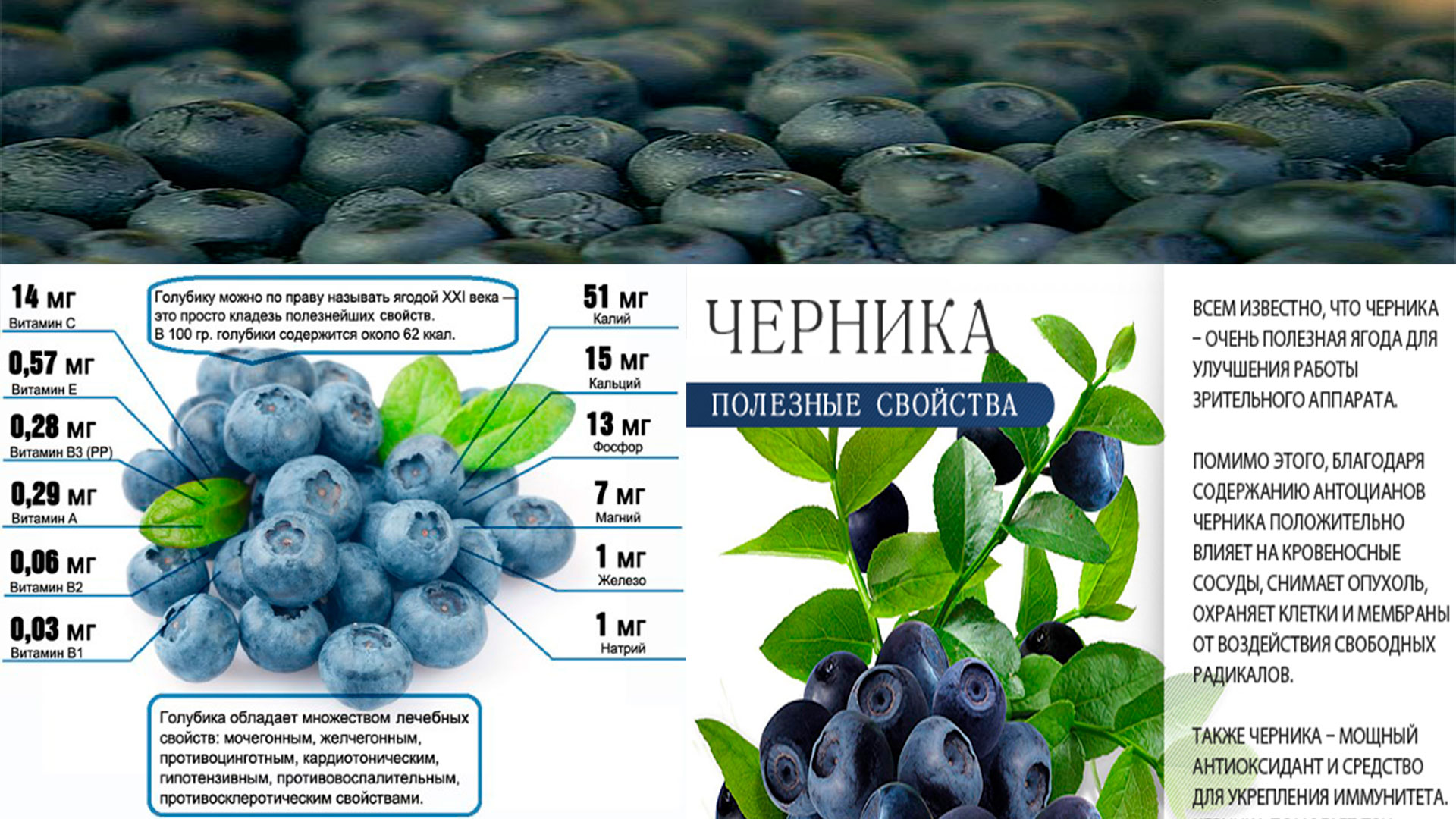 Голубика ягода. описание, особенности, полезные свойства и выращивание голубики | сад и огород.ру
