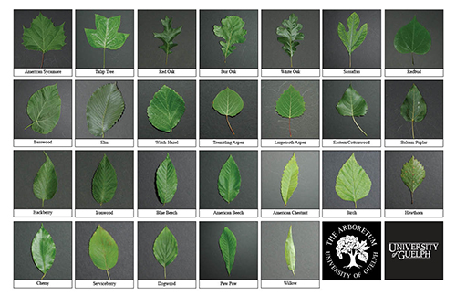 The survival guide to identifying leaves - ask a prepper