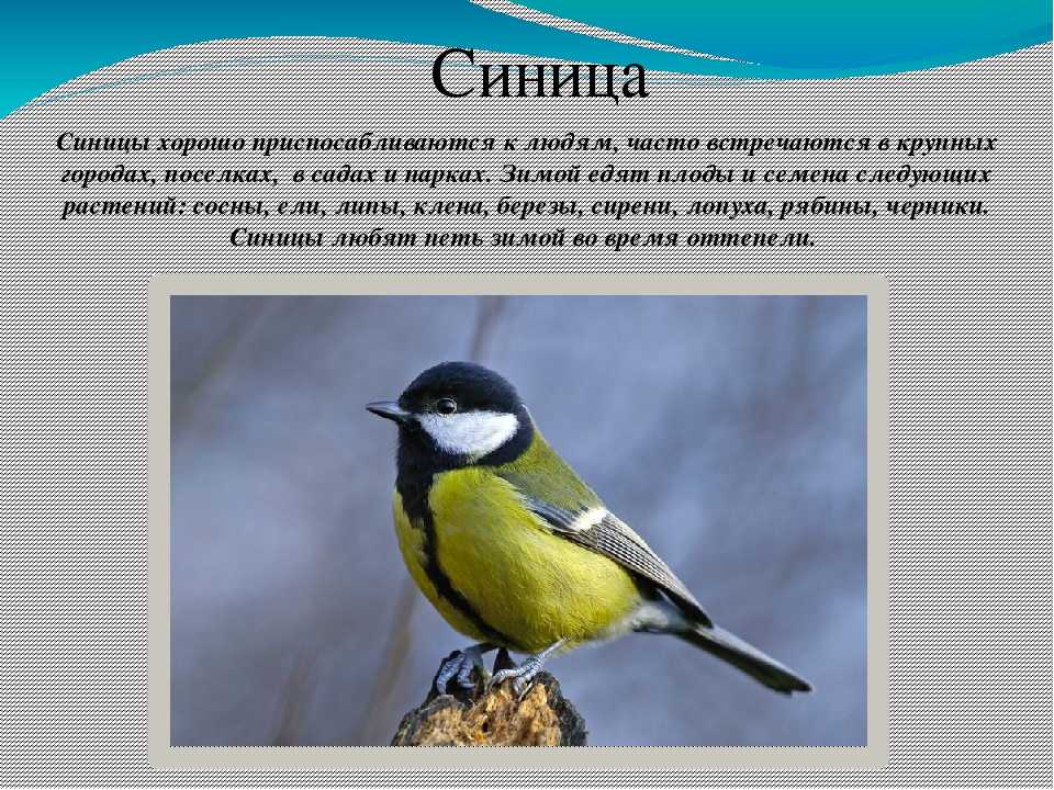 Какое проверочное слово у слова синица