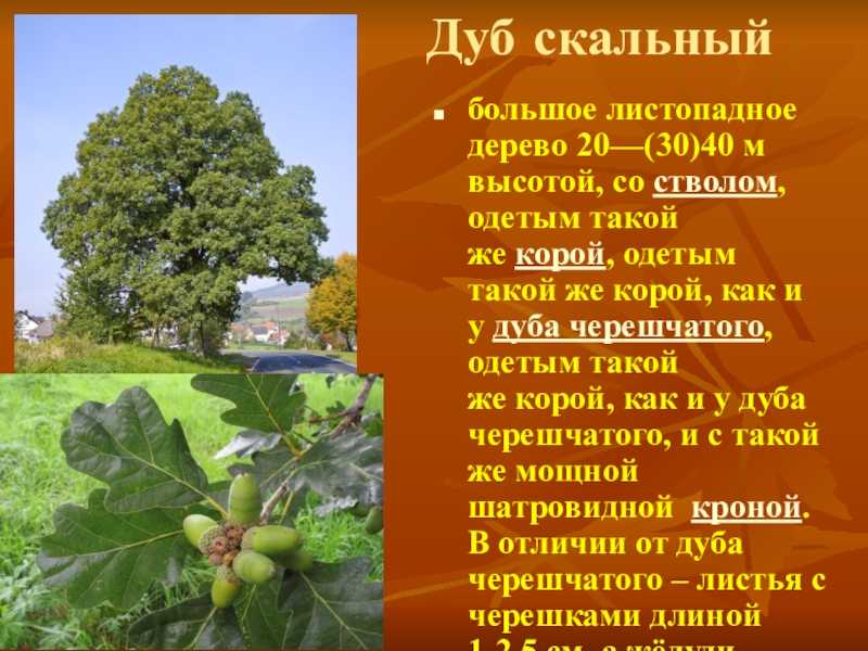 Дуб