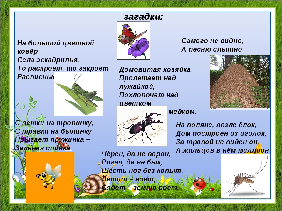Загадки о насекомых для детей 7-8 лет с ответами