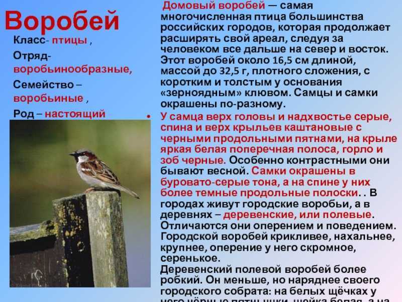 Воробей птица. образ жизни и среда обитания воробья | живность.ру