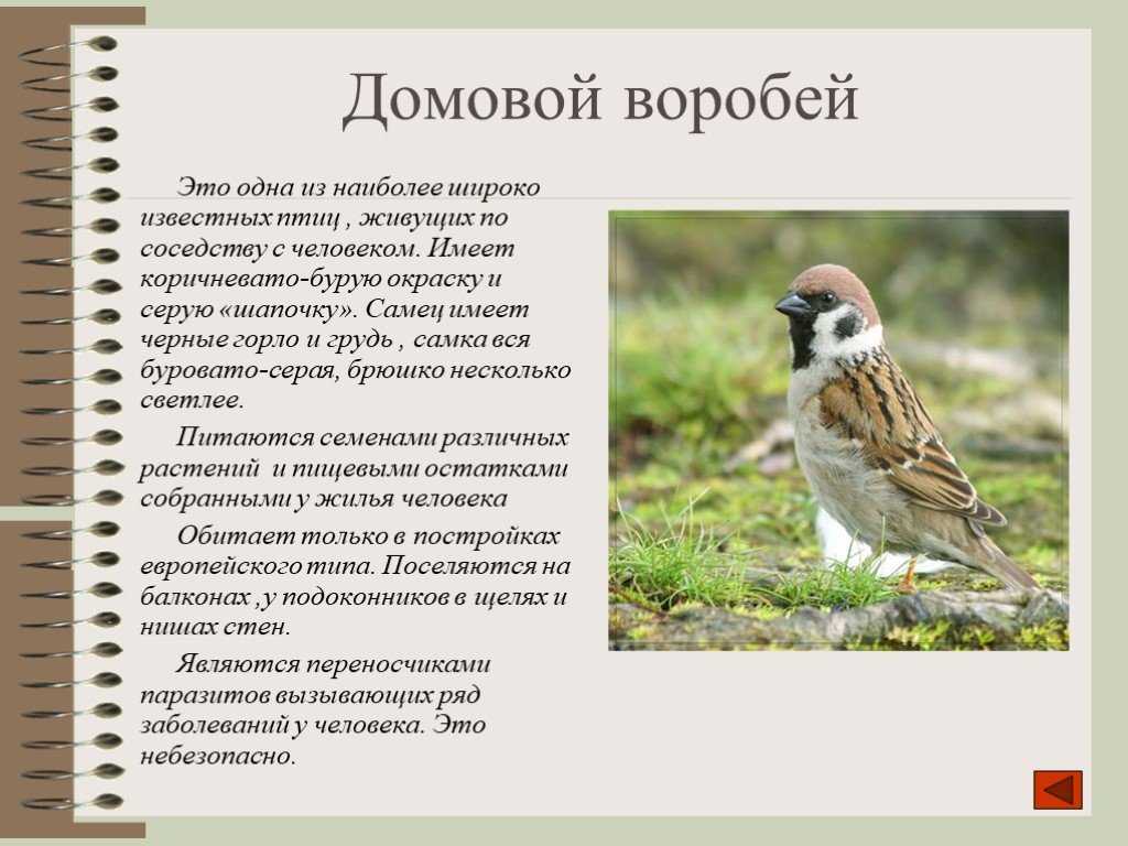 Досье о воробьях или всё о воробьях - хомепедия