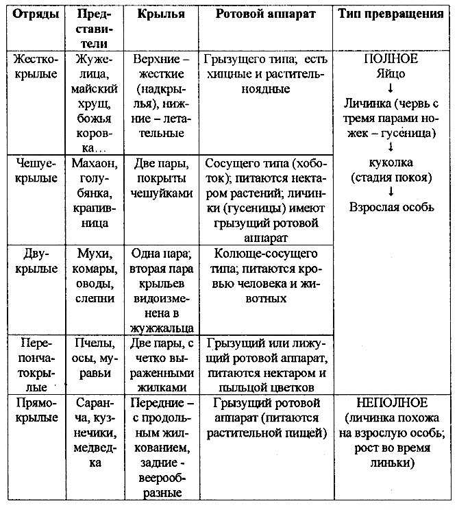 Класс насекомых (биология)