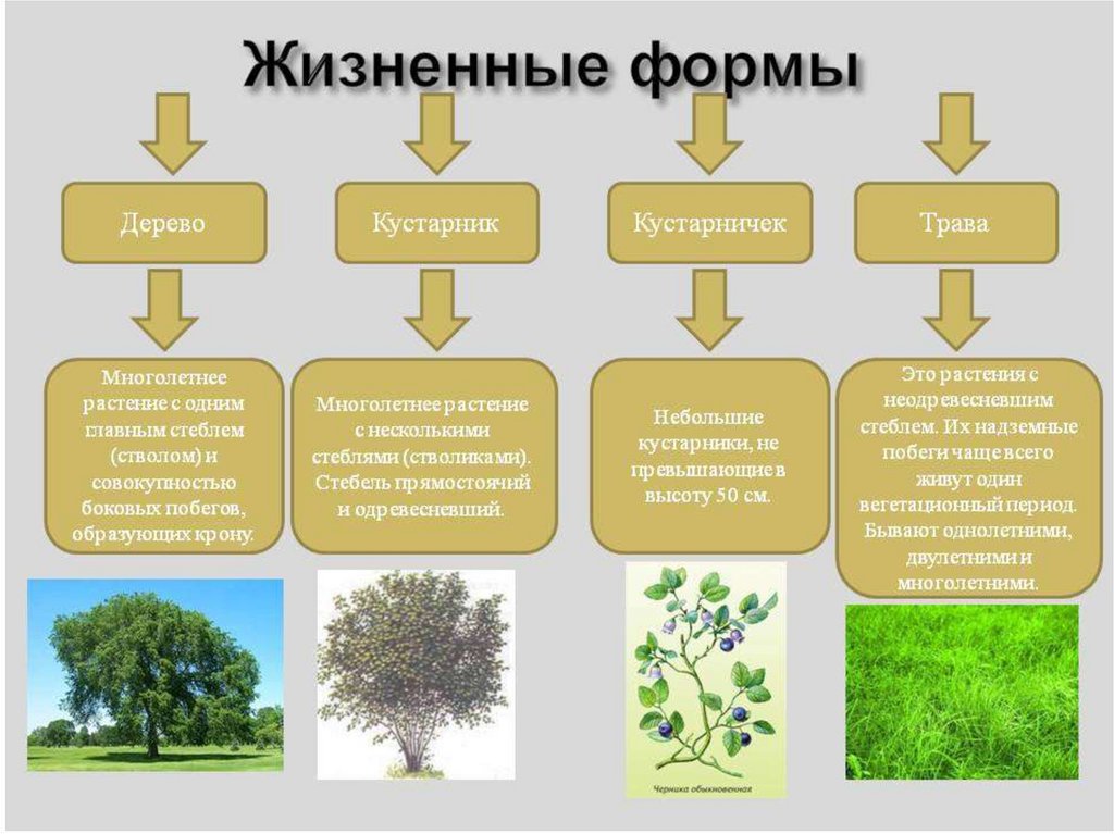 Деревья, кустарники и травянистые растения – названия, чем отличаются и примеры кратко (2 класс, окружающий мир). чем отличается дерево от кустарника? - uhistory.ru