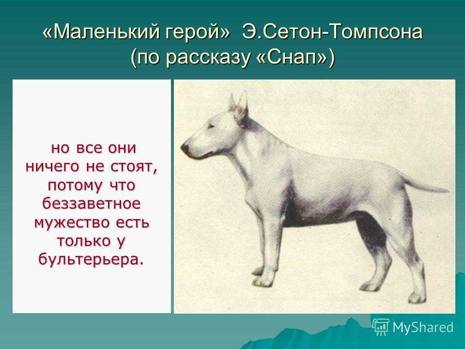 Сетон томпсон снап краткое содержание на несколько предложений в читательский дневник 10 предложений - знания онлайн