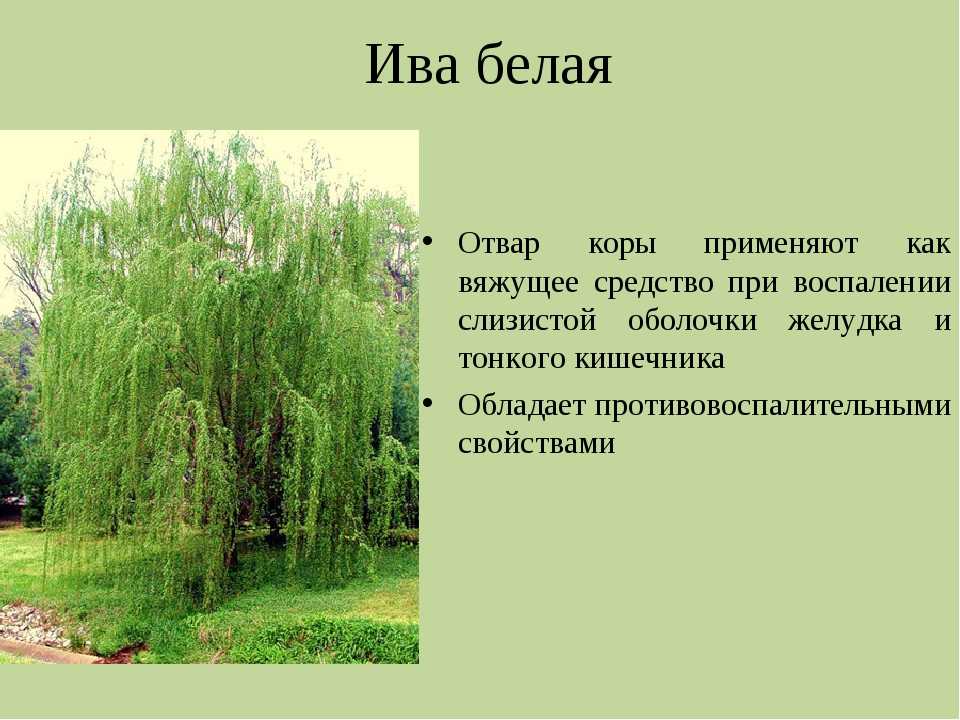 Листья деревьев осенью и названия [58 фото]