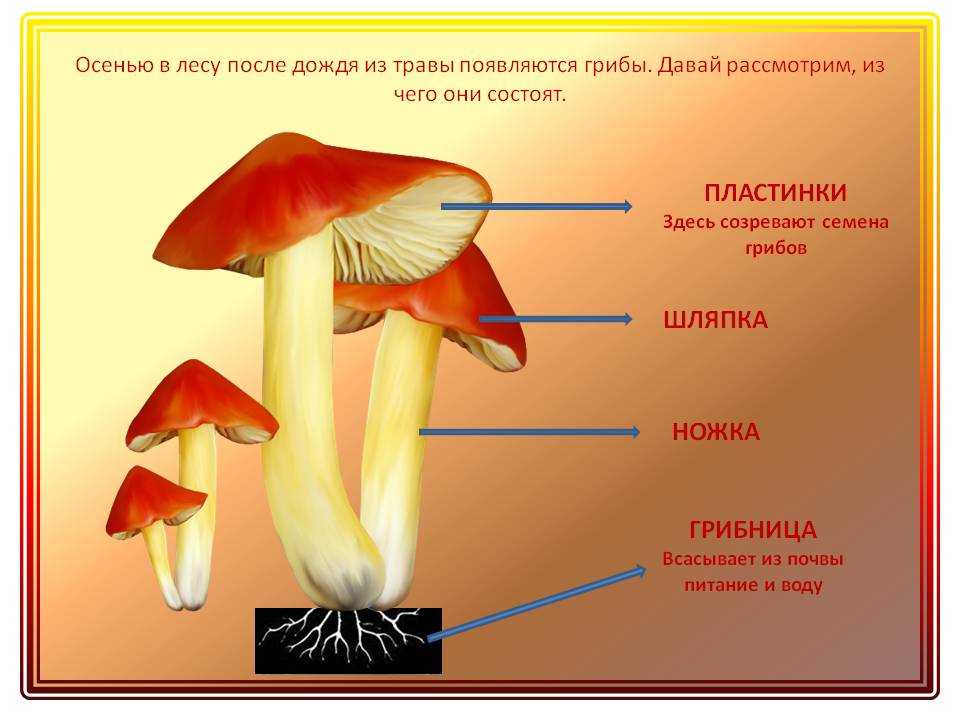 Съедобные и несъедобные грибы плакат: плакат грибы (30 фото) » рисунки для срисовки и не только – всё о детях – беременность, воспитание, уроки для детей