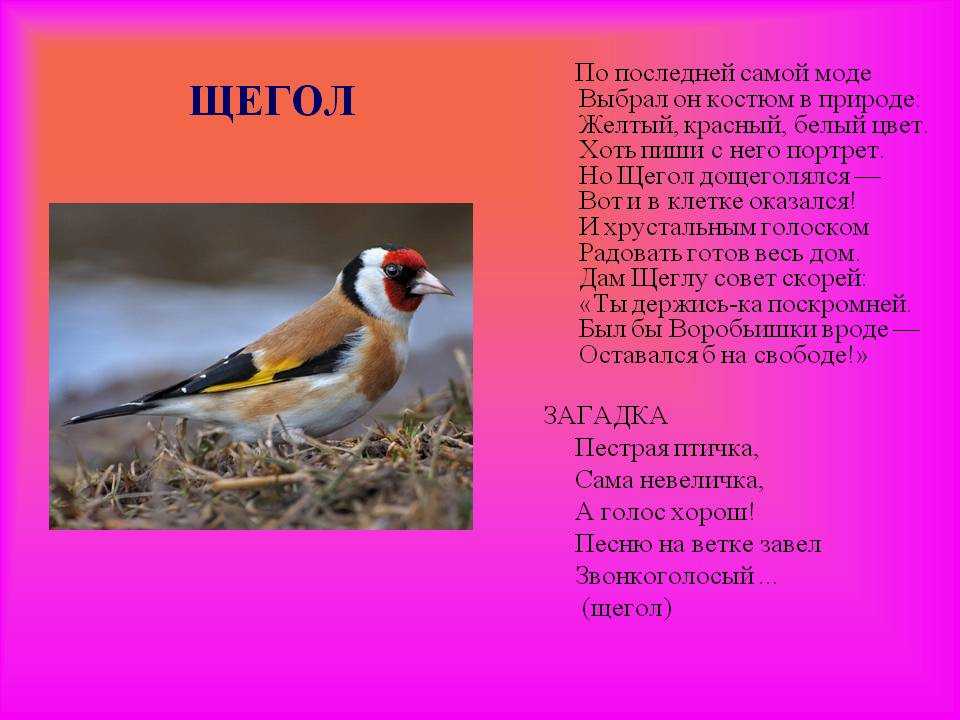 Агадки про части тела для детей: 50 лучших загадок про руки, ноги, голову, глаза, уши и нос