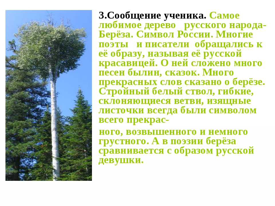 Сочинение на тему береза
        | 
        сочинение и анализ произведений, биографии, образ героев