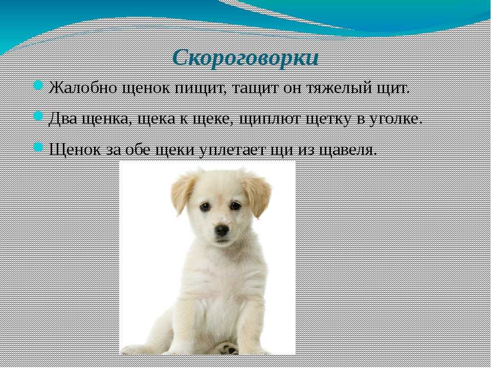 Скороговорки о животных для детей — скоромовки про тварин