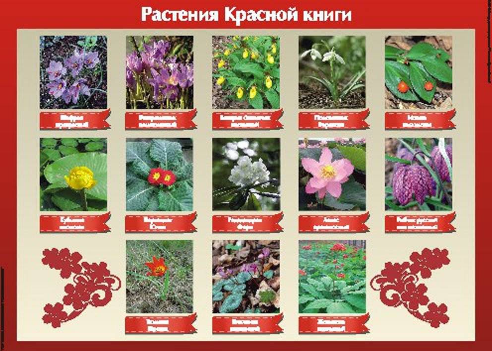 Картинки красный цветок для детей: маленькие красные цветы – 60 фото