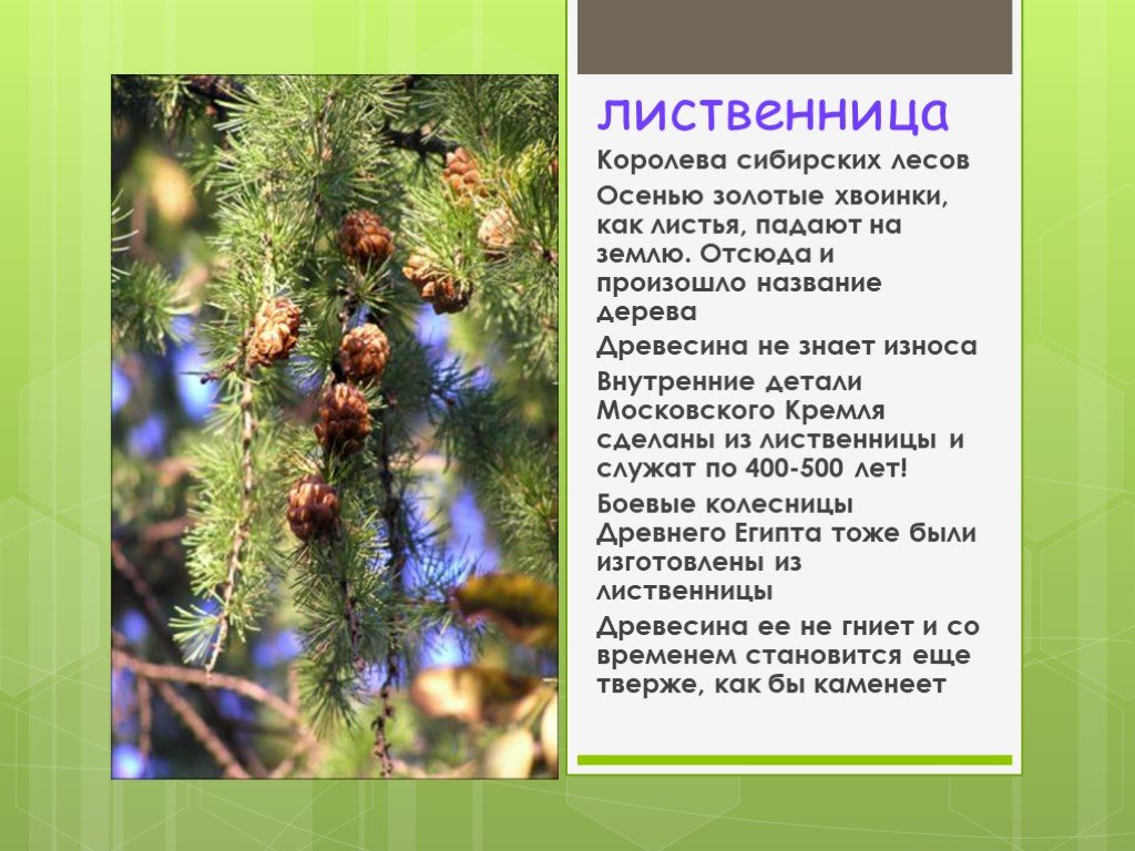 Какое дерево называют русским тополем?