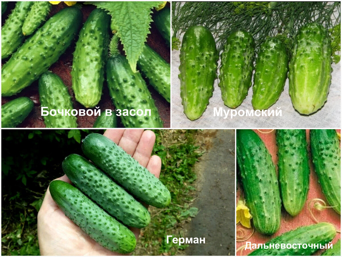 Рисунок на день огурца