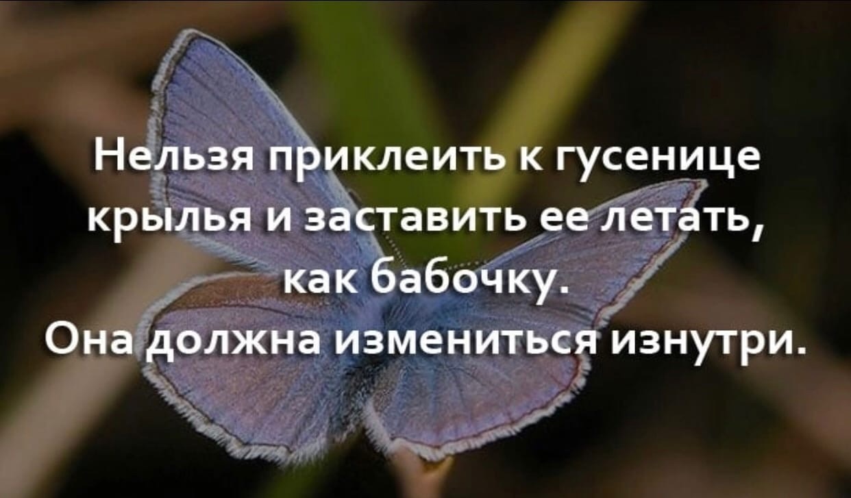 Тема: пересказ немецкой сказки «три цветка. немецкая народная сказка "три бабочки" чему учит немецкая сказка "три бабочки"