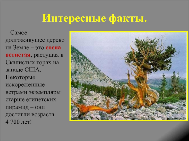 Интересные факты о сосне