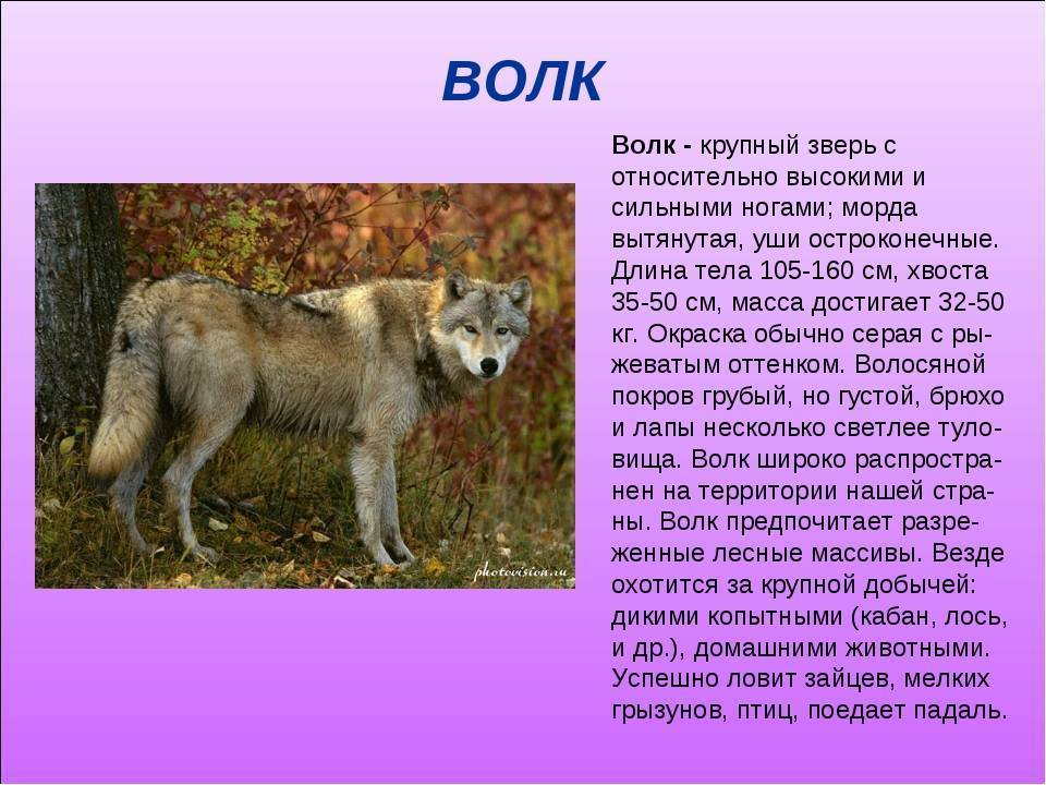 «волки» в. шукшина – краткое содержание