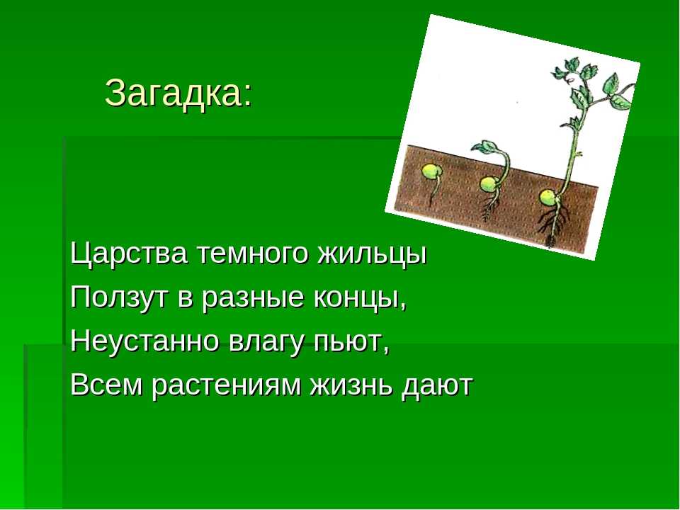 Загадки про растения: цветы, травы, лекарственные и комнатные