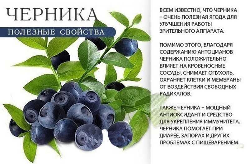 Голубика: полезные свойства и состав ягоды | food and health