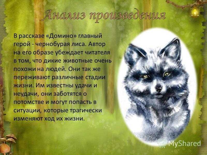 Литкульт — краткое содержание «рассказы о животных» эрнеста сетона-томпсона
