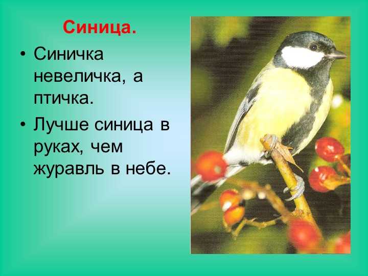 Загадки про синицу с ответами – 33 лучших! – ladyvi.ru