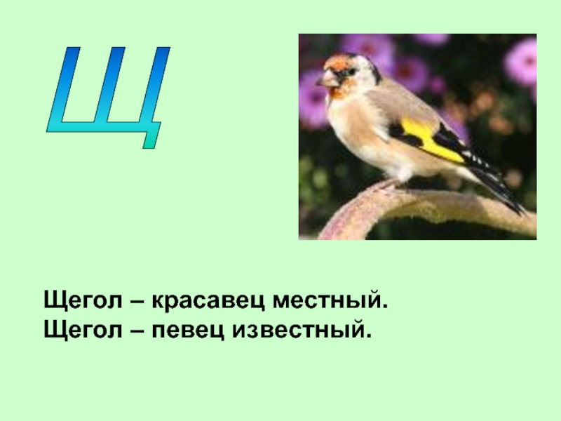 Загадки про попугаев для детей: 45 удивительных головоломок для малышей 3-4 лет, дошкольников и учеников 1 класса / mama66.ru