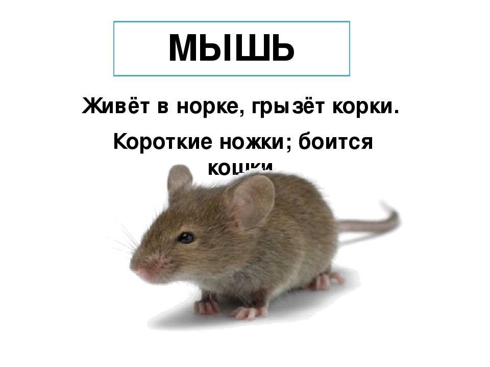 Загадки про птиц с ответами для 2-3 класса