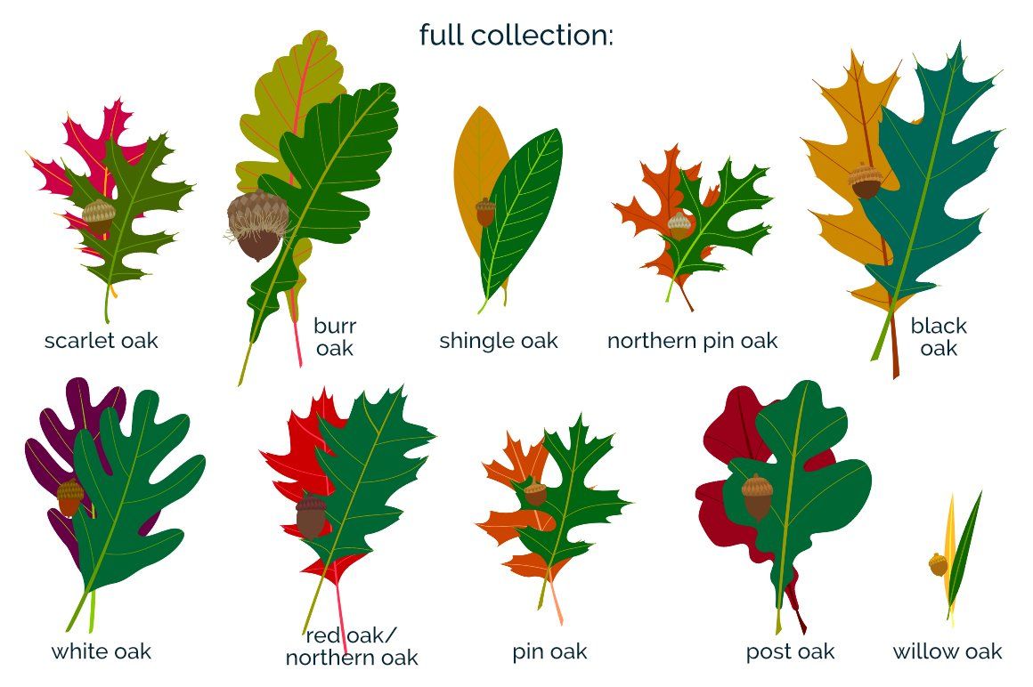 Guide to tree identification: needles vs leaves