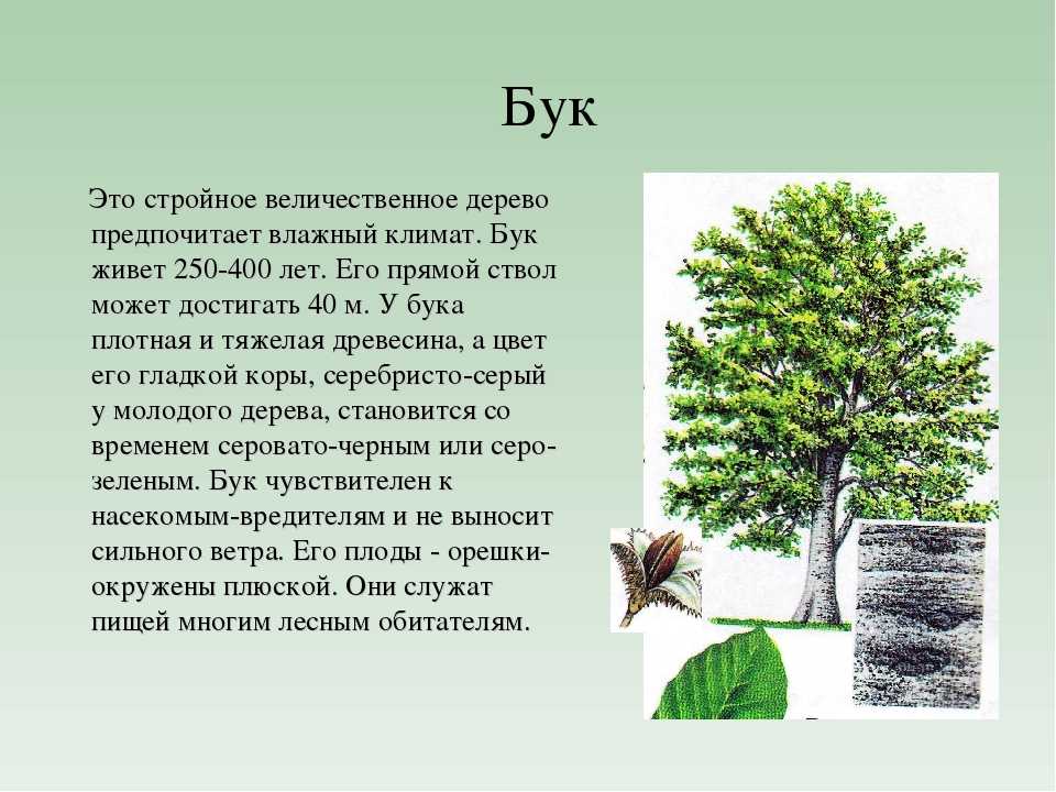 Сочинение на тему: моё любимое дерево (8 вариантов и 6 похожих топиков)
