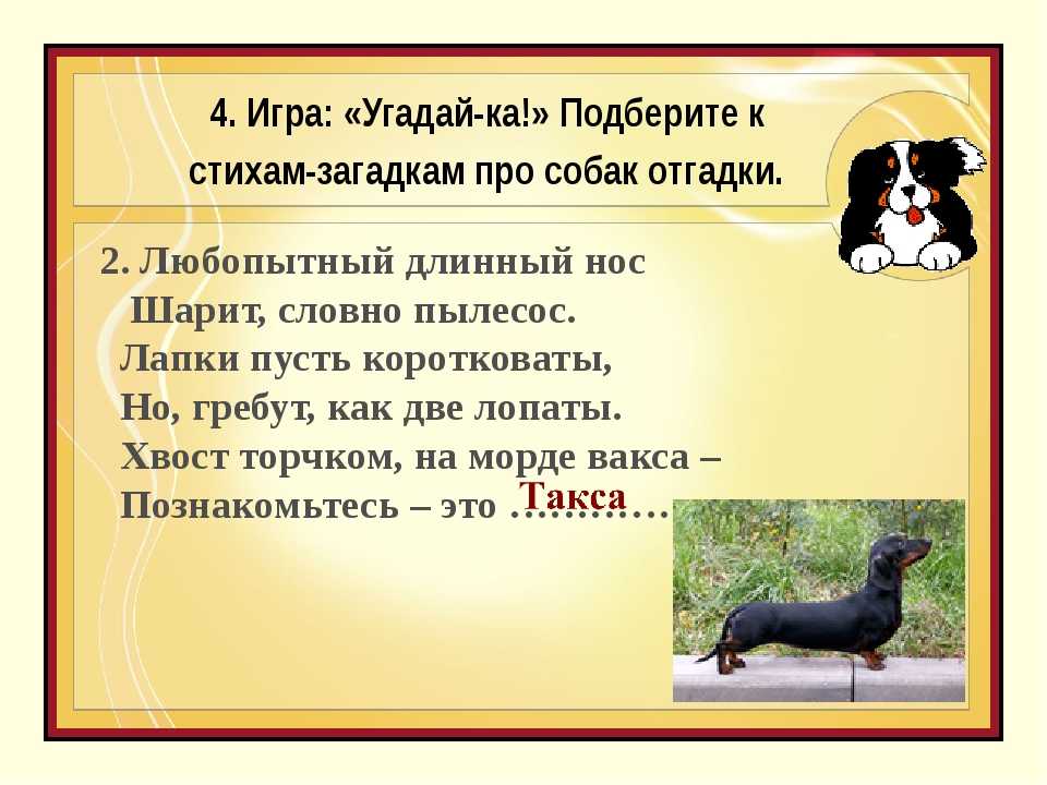 10 загадок про собака
