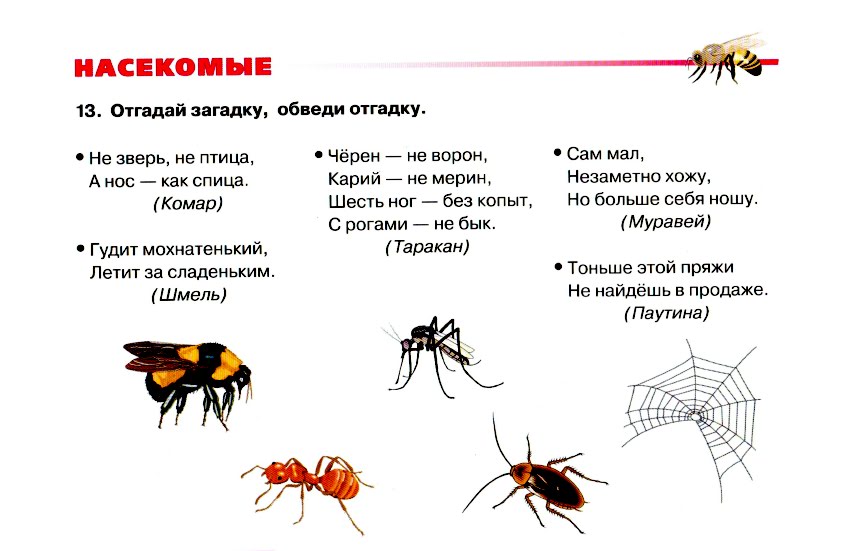 Загадки про насекомых с ответами для детей 6-7-8 лет
